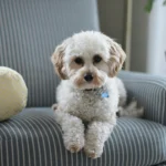 Safe Cleaning Products for Homes with Pets: Natural Solutions for a Fresh and Pet-Friendly Home